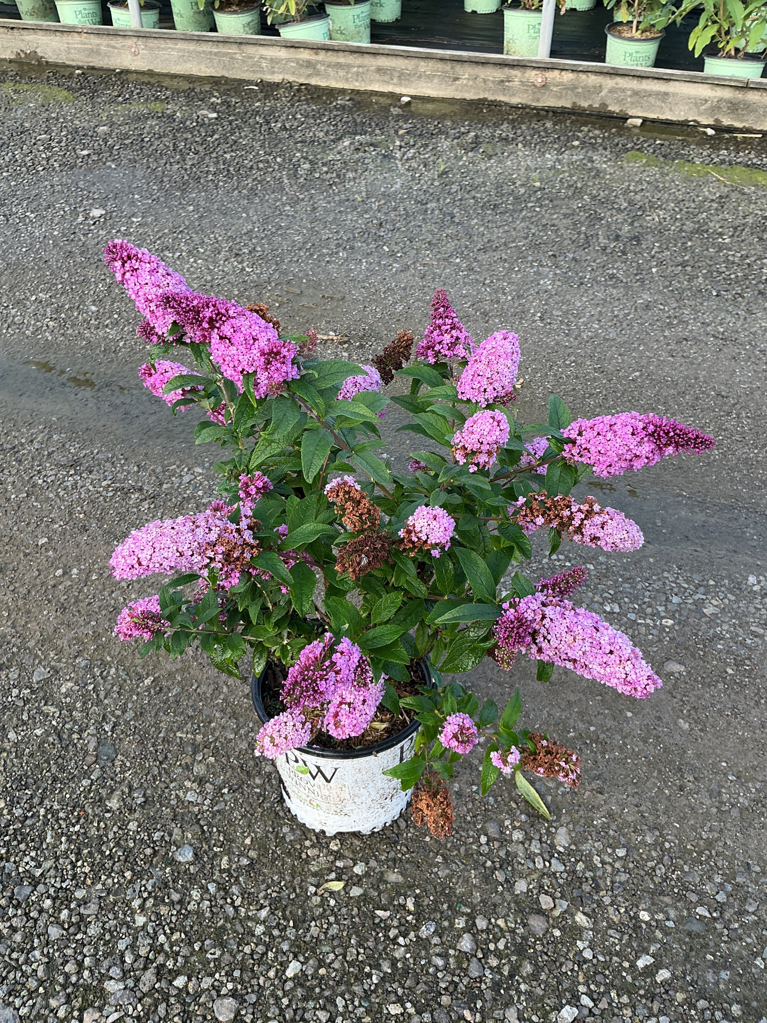 Buddleia 'Pugster Pinker'