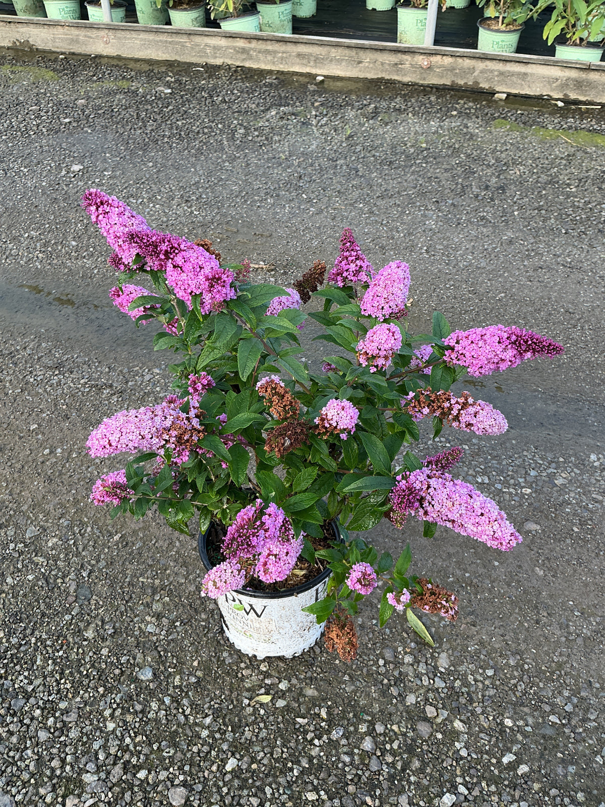 Buddleia 'Pugster Pinker'