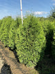Thuja occidentalis 'Nigra'