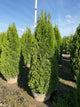 Thuja occidentalis 'Smaragd'