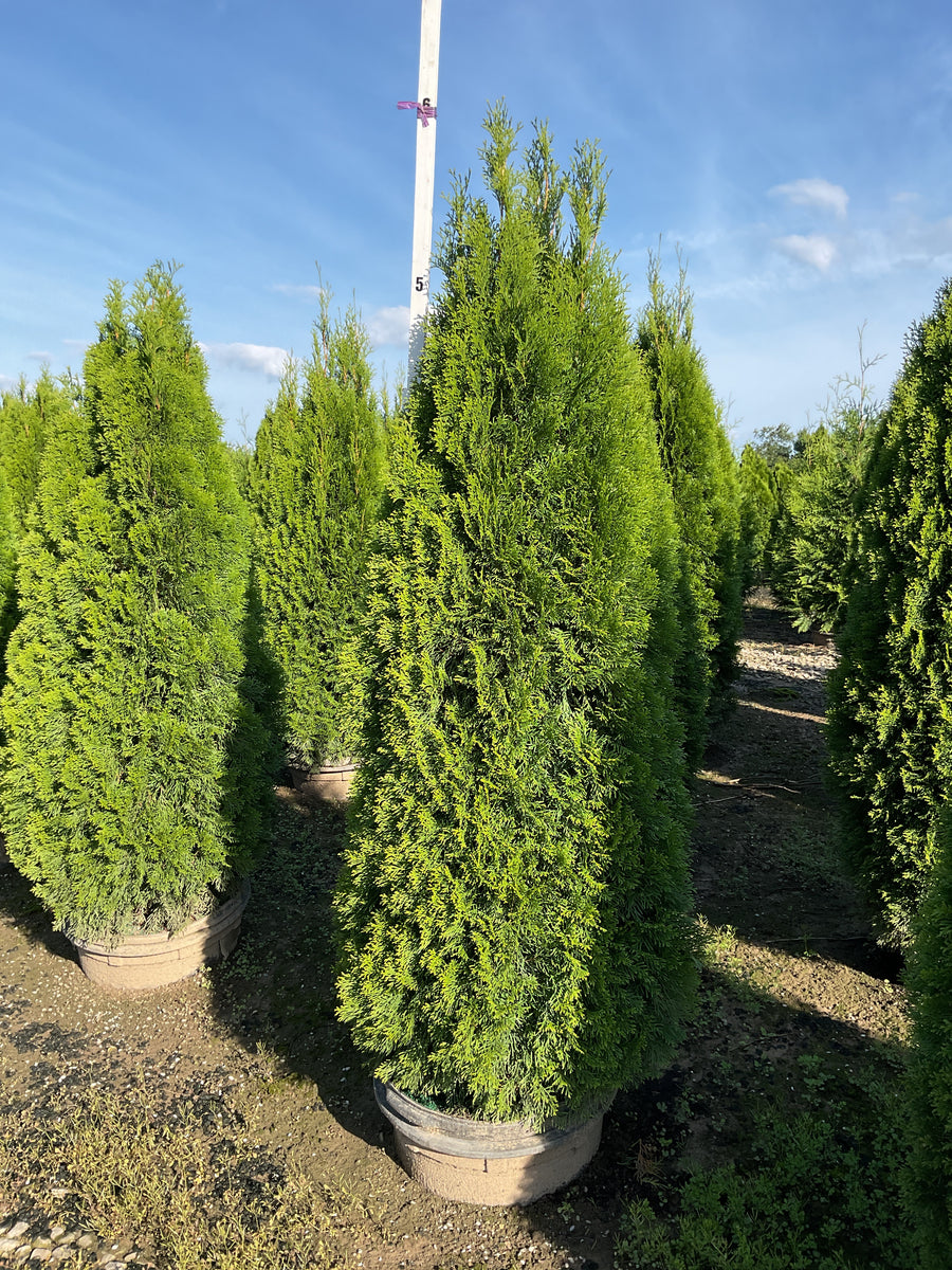 Thuja occidentalis 'Smaragd'