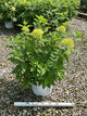 Hydrangea paniculata 'Jane'