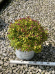 Spiraea JAP 'Dbl Play Dolly'