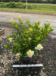 Hydrangea paniculata 'Spring Sizzle’ (Bailpanthree)