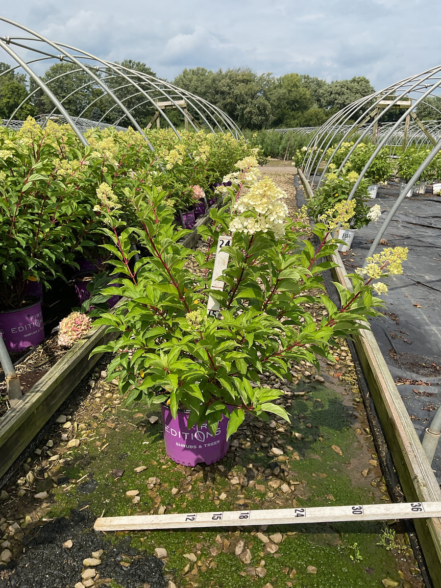 Hydrangea paniculata 'Renhy'