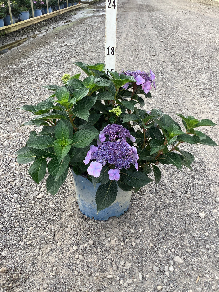 Hydrangea macrophylla 'Pop Star'