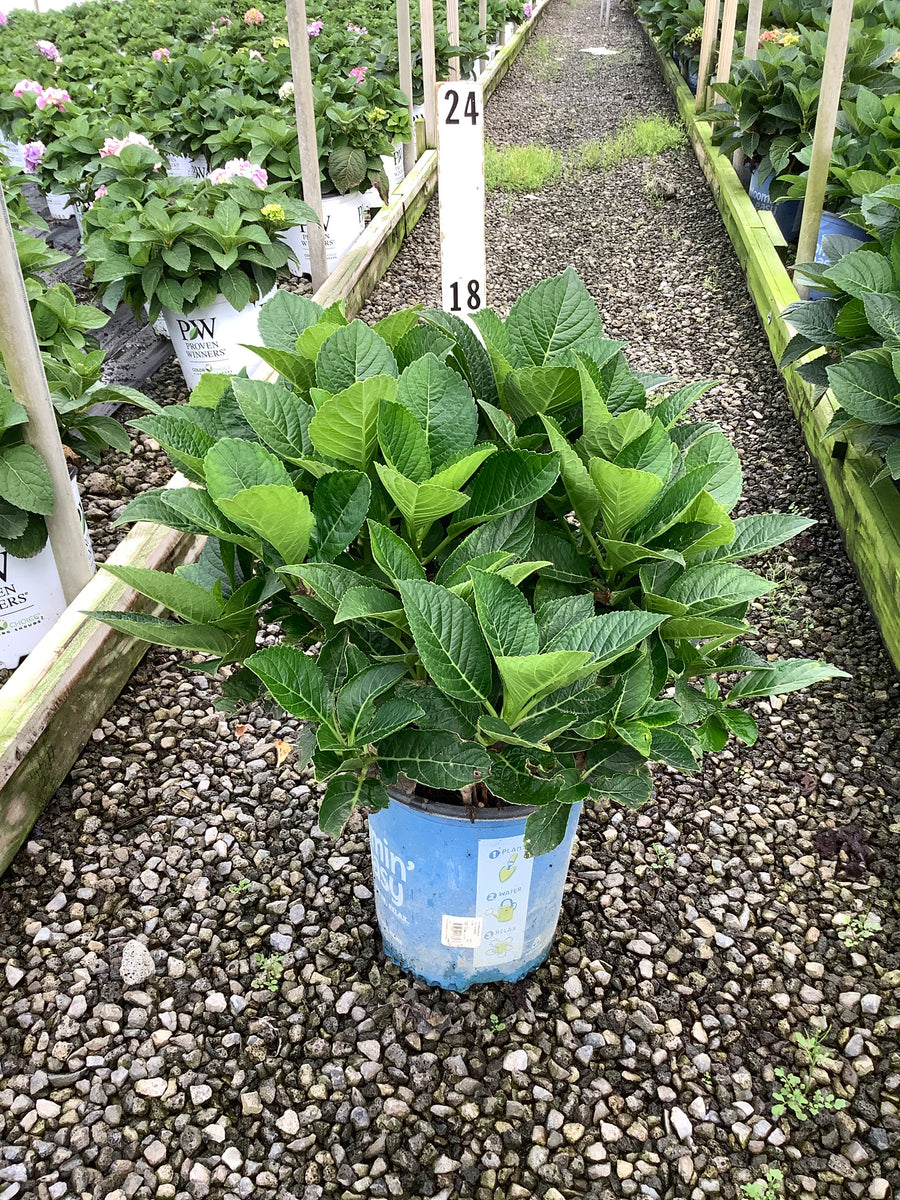 Hydrangea macrophylla 'Tilt-A-Swirl'