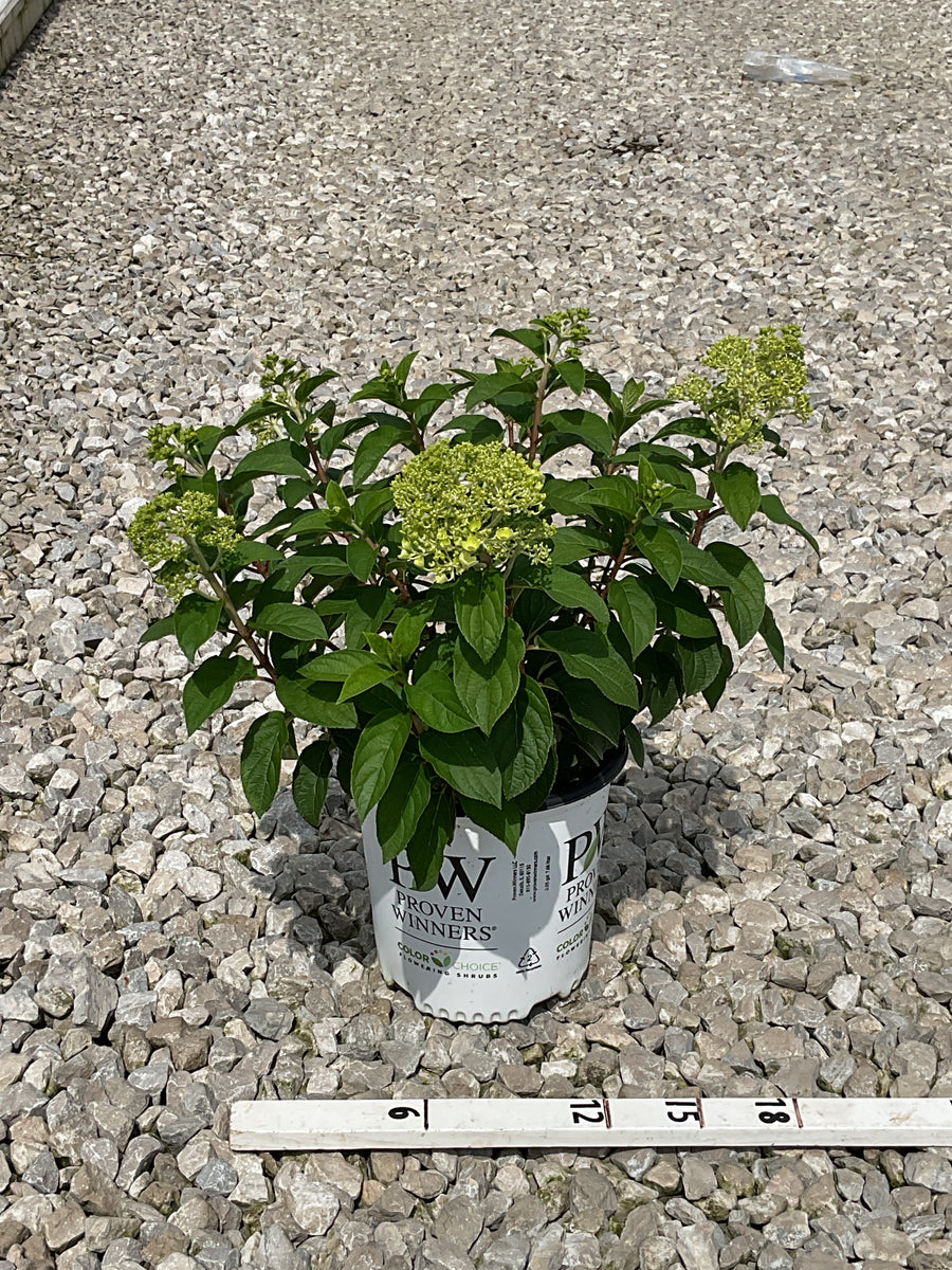 Hydrangea paniculata 'Bobo'