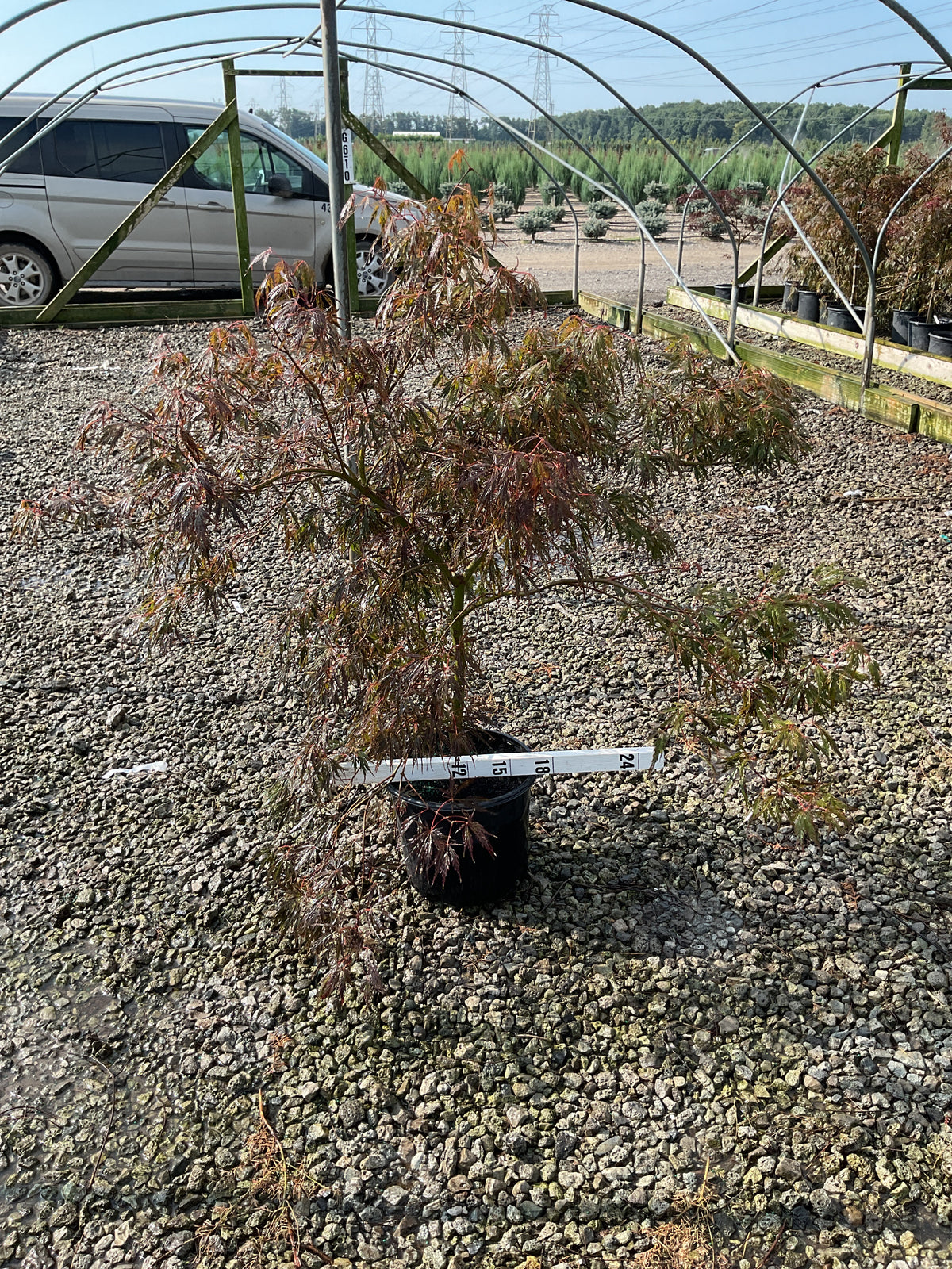 Acer palmatum var. dissectum 'Tamukeyama'