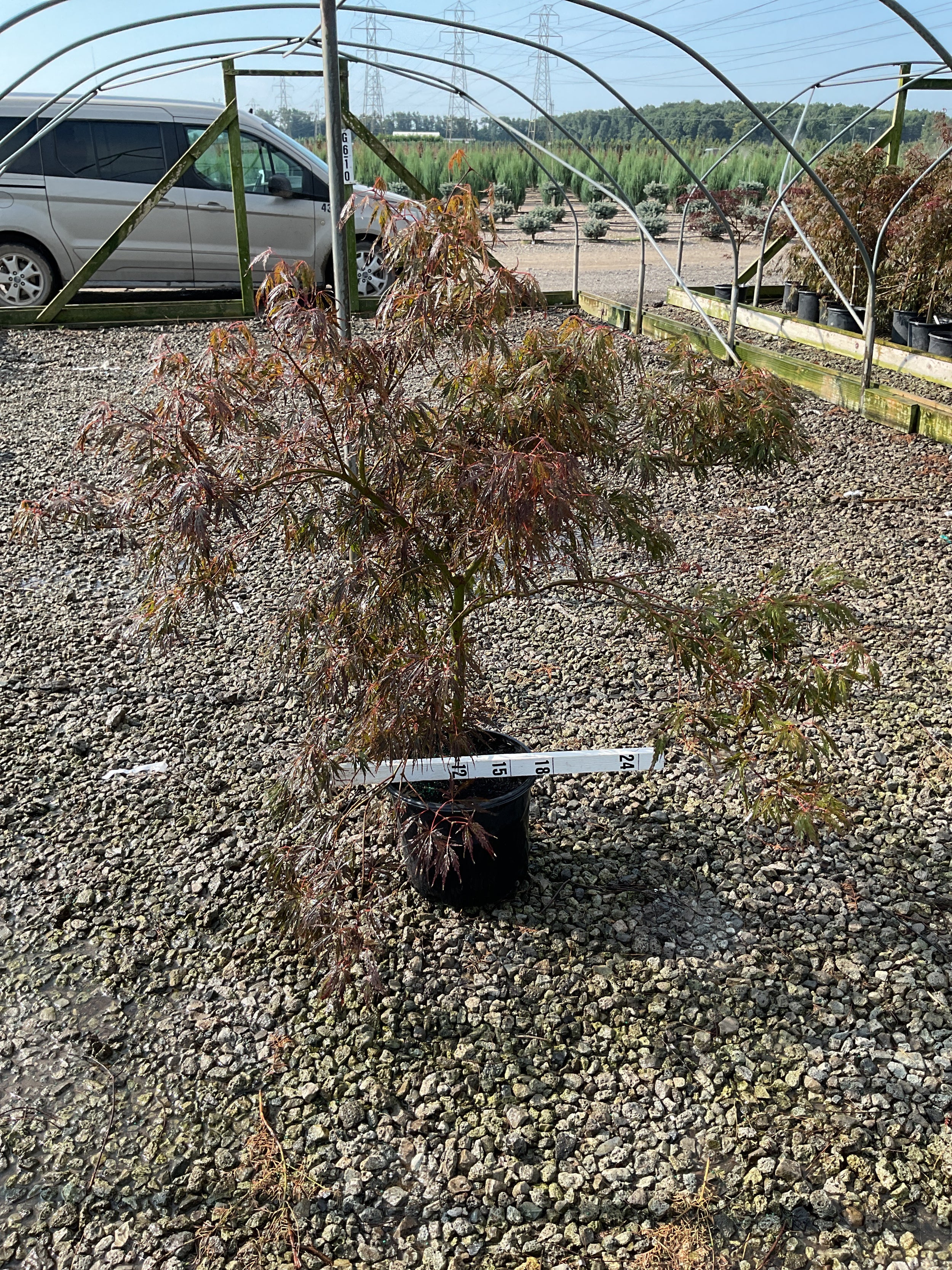 Acer palmatum var. dissectum 'Tamukeyama'