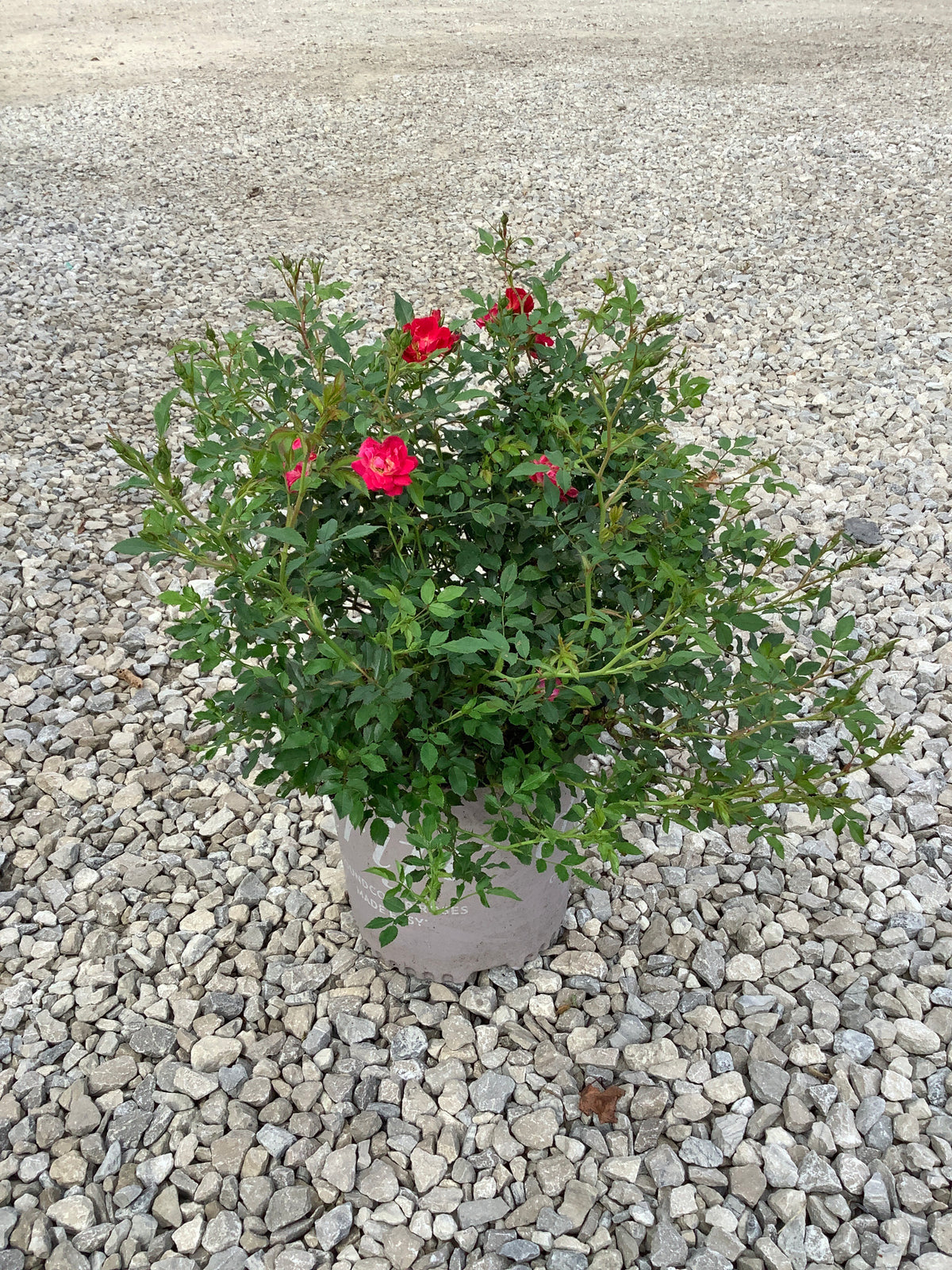 Rosa 'Drift Meigalpio'