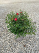 Rosa 'Drift Meigalpio'