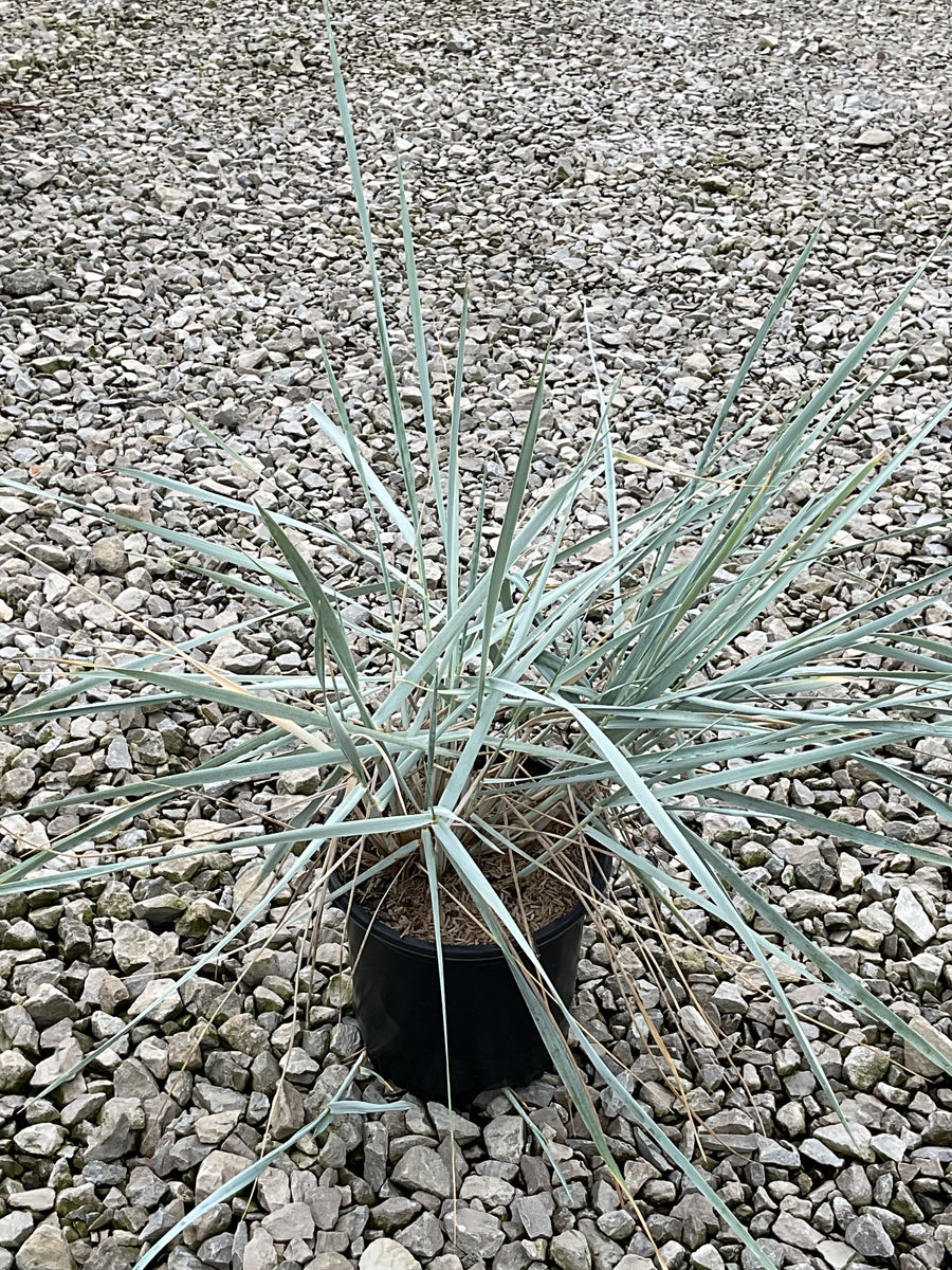 Leymus 'A. Blue Dune'