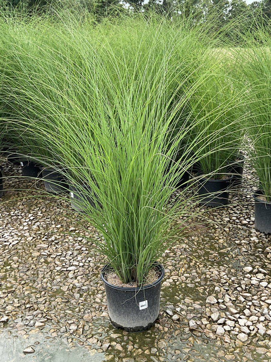Miscanthus sinensis 'Gracillimus'
