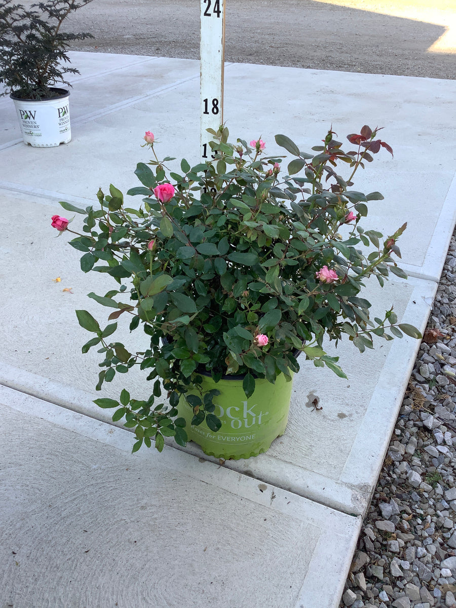 Rosa K.O 'Radtkopink'