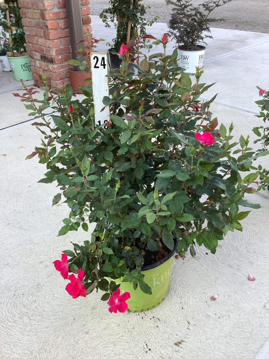 Rosa K.O 'Radrazz'
