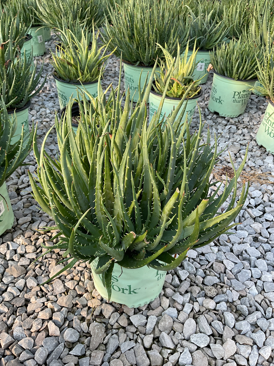 Aloe humilis 'Hedgehog'