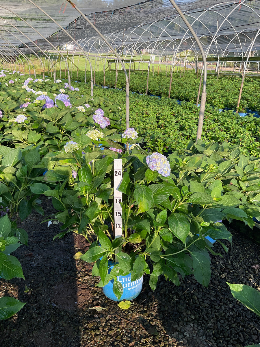 Hydrangea macrophylla 'Bailmer'