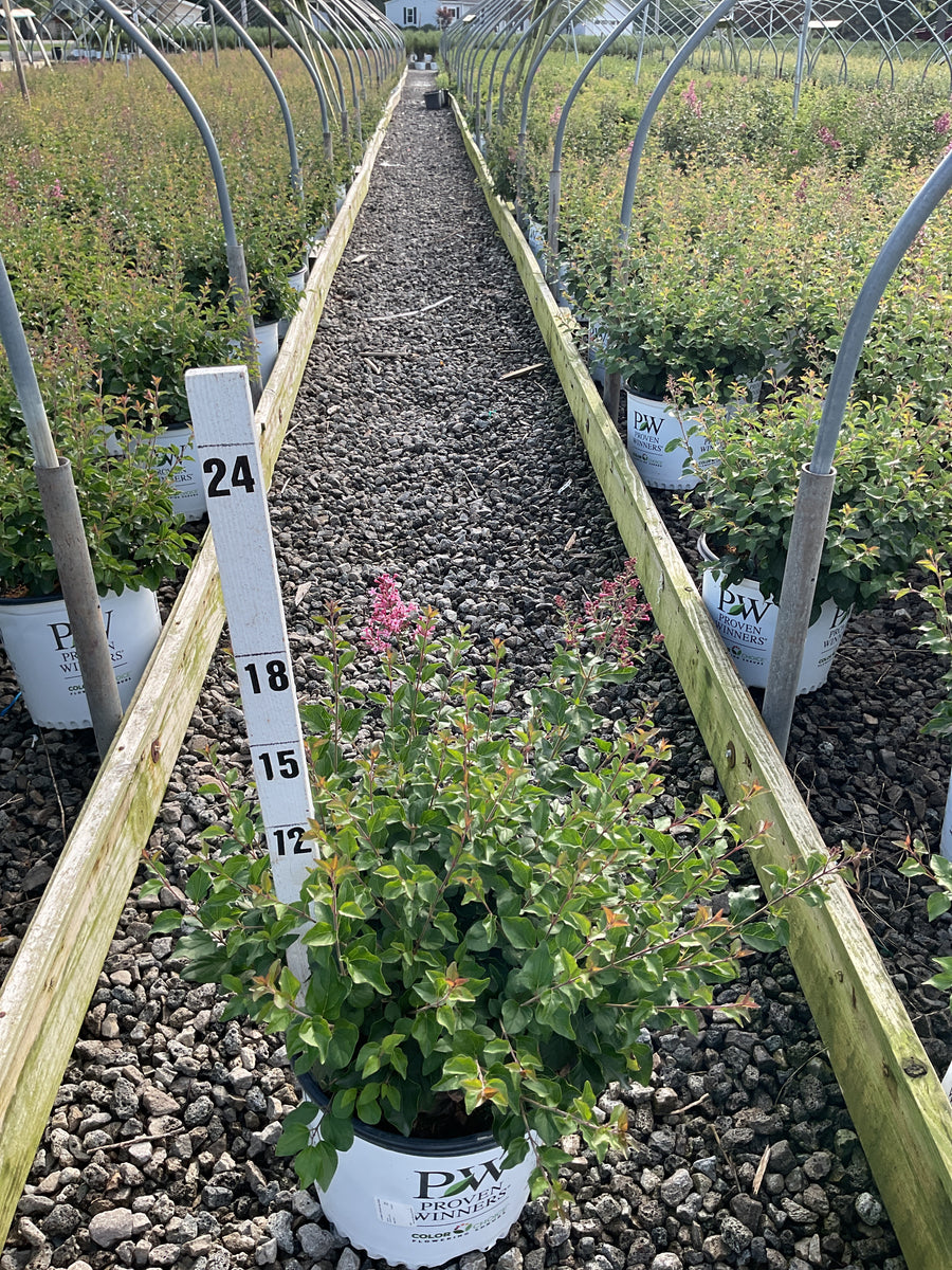 Syringa 'SMNSPH' BLOOMERANG BALLET