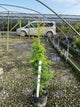 Metasequoia glyptostroboides 'Amber Glow'