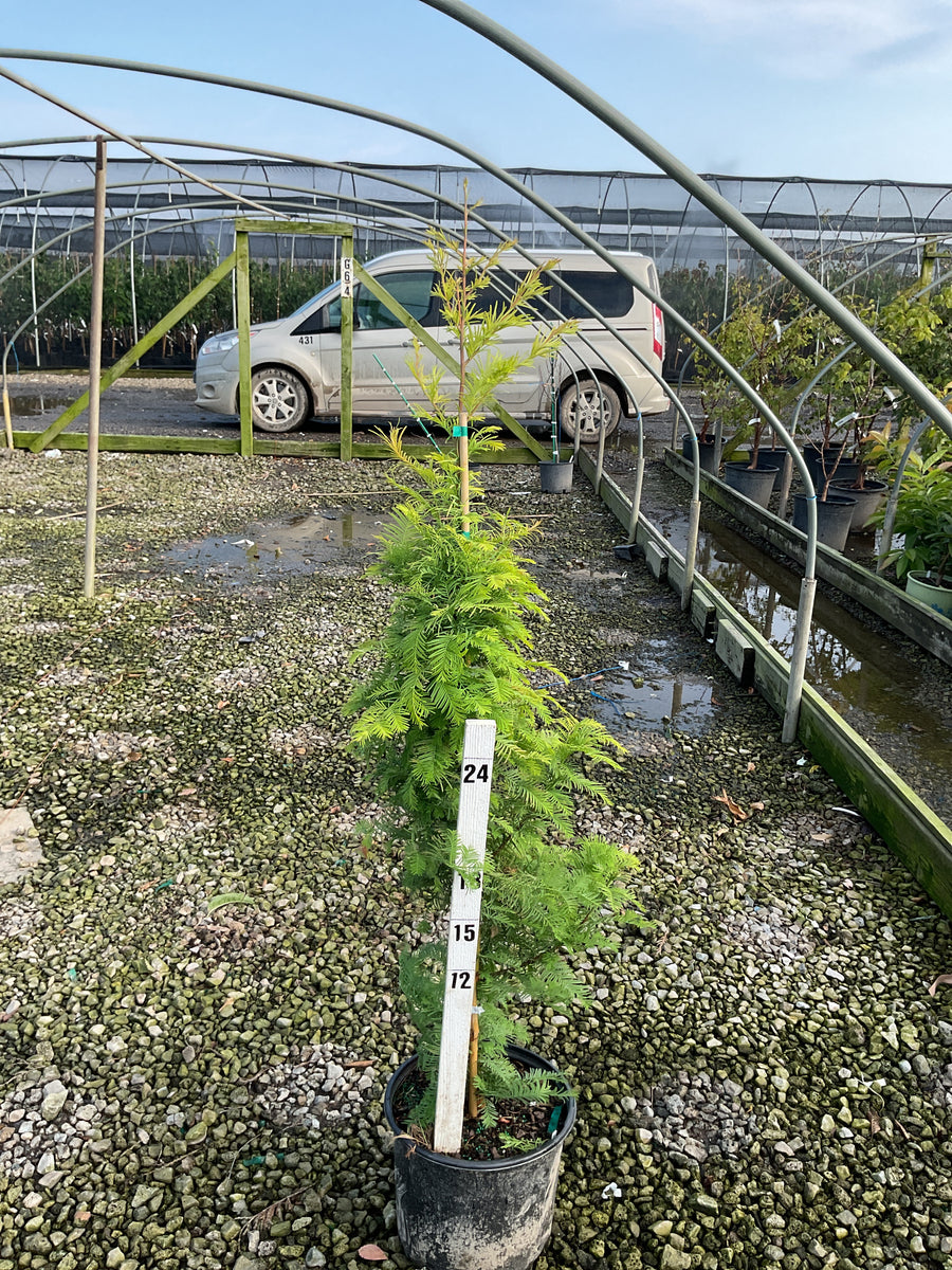 Metasequoia glyptostroboides 'Amber Glow'