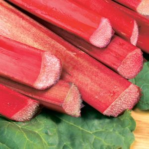 rheum_chipmans_canada_red[2].jpg