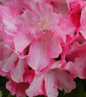 rhodo%20yaku%20prince[1].gif