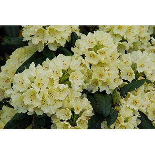 rhodo_absolute_citron.jpg