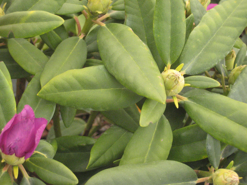 rhodo boursalt 11-6-09 444.jpg