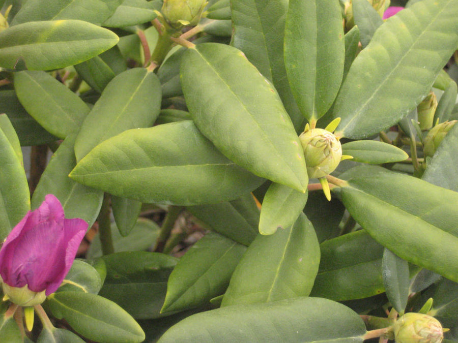 rhodo boursalt 11-6-09 444.jpg