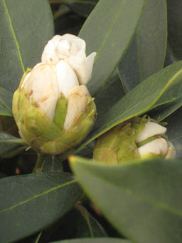 rhodo chinoides 11-6-09 440.jpg