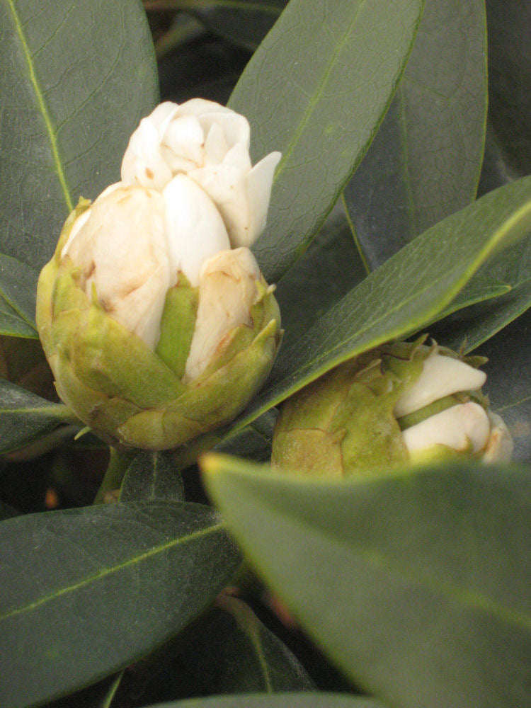 rhodo chinoides 11-6-09 440.jpg