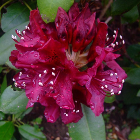 rhodo dark lord 2.png