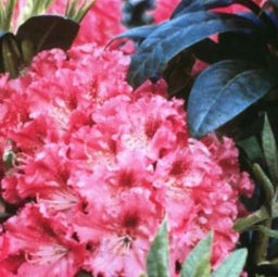 rhodo holden2.jpg