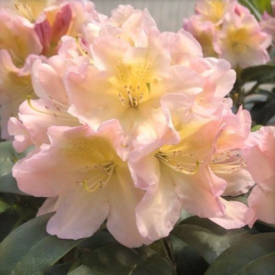 rhodo holden peach2.jpg