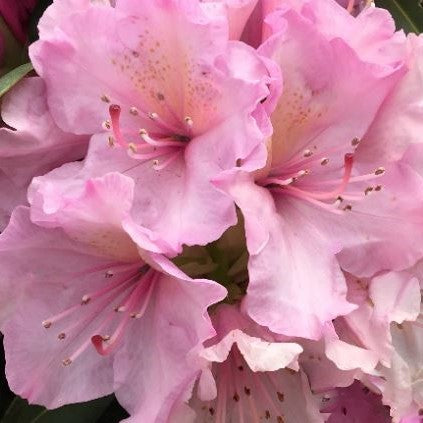 rhodo holden pink2.jpg
