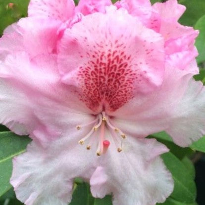 rhodo holden pink flare2.jpg