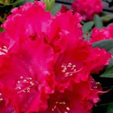 rhodo holden red2.jpg
