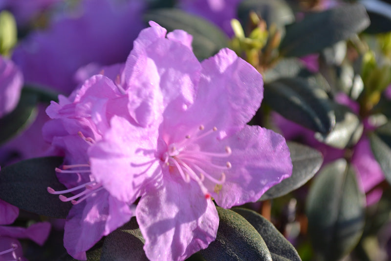 rhodo_pjm[1].jpg