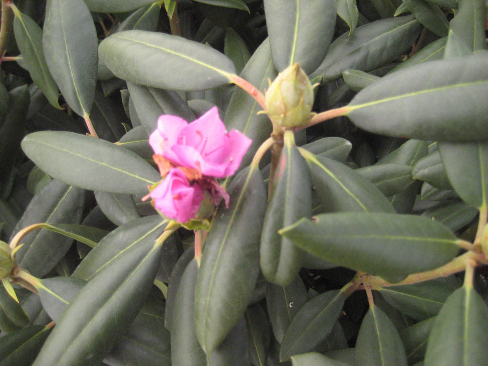 rhodo roseum elegans 11-6-09 463.jpg