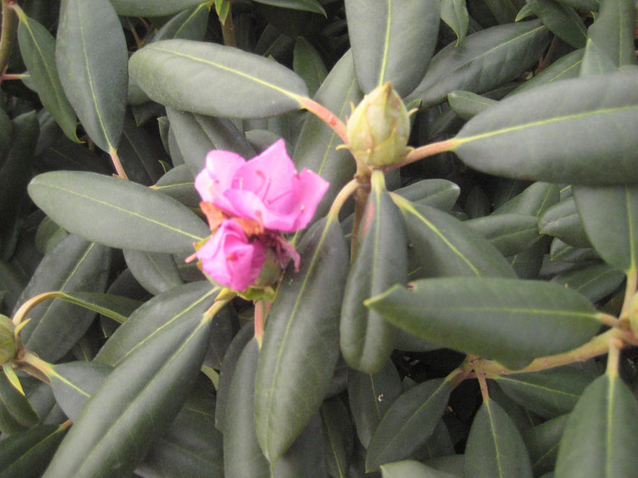 rhodo roseum elegans 11-6-09 463.jpg