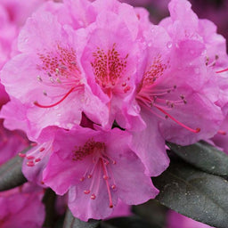 rhododendron_black_hat_.jpg