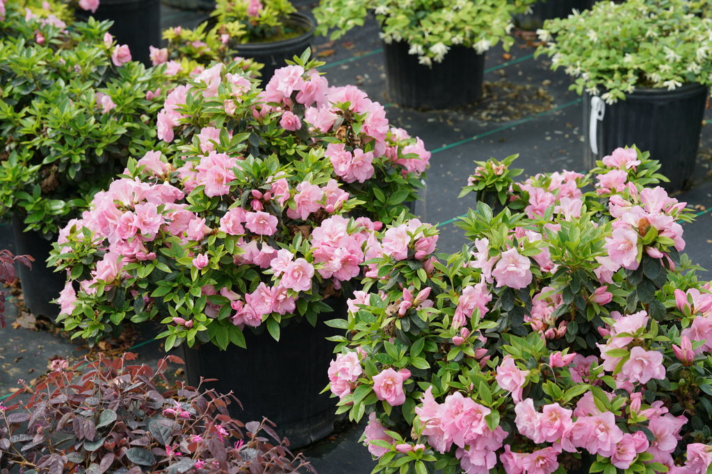 rhododendron_perfecto_mundo_double_pink_3 (1).jpg