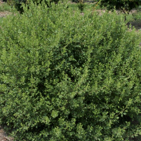 rhus_lacette.png
