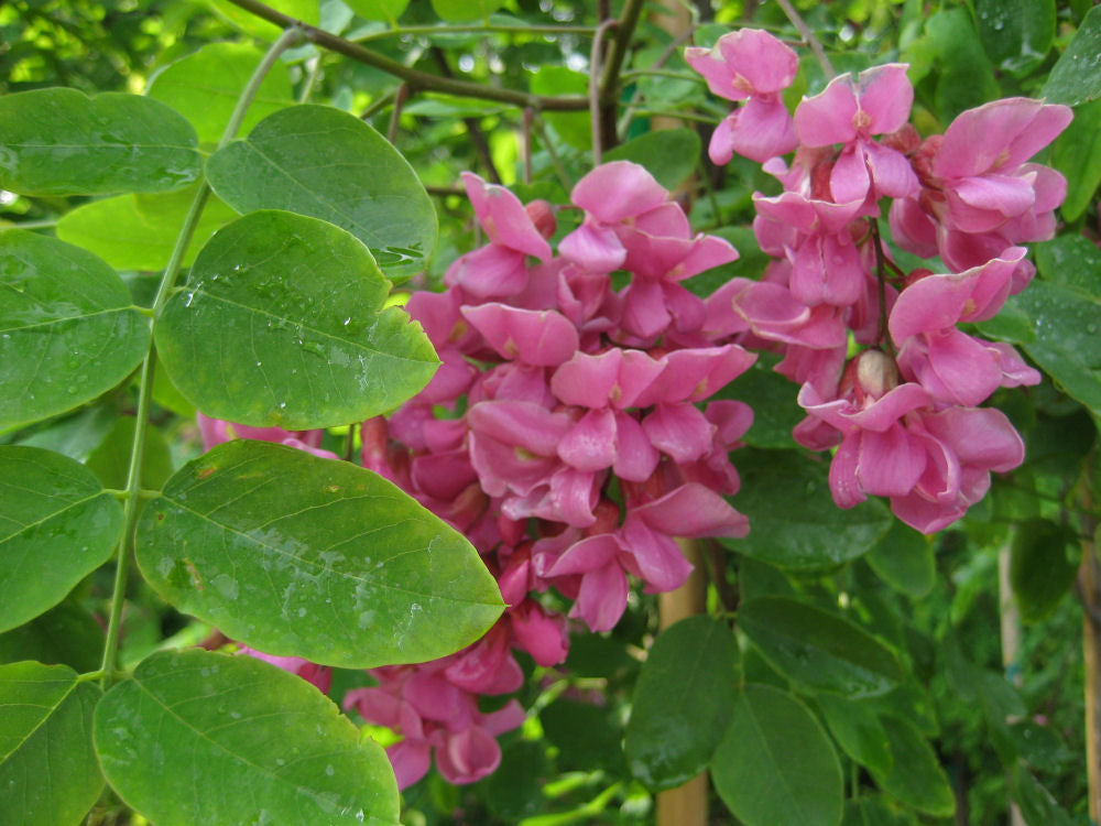 robinia purple robe flwr.jpg