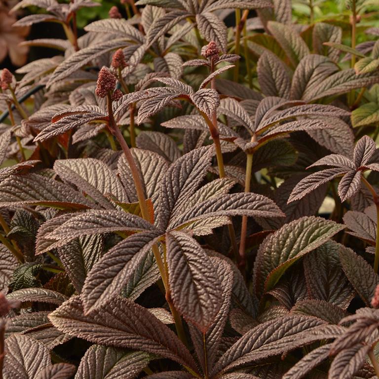 rodgersia_bronze_peacock_.jpg