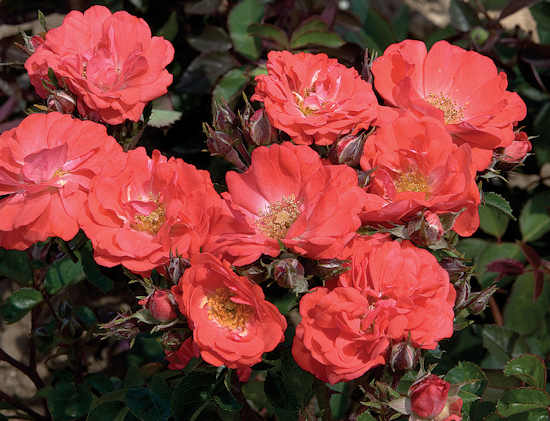 rosa coral drift.jpg