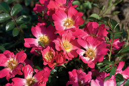 rosa pink drift.jpg