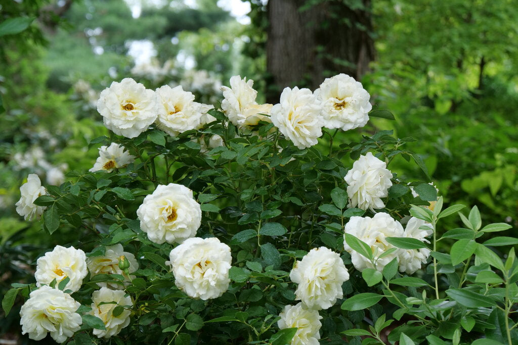rosa_reminiscent_crema_p1072054.jpg