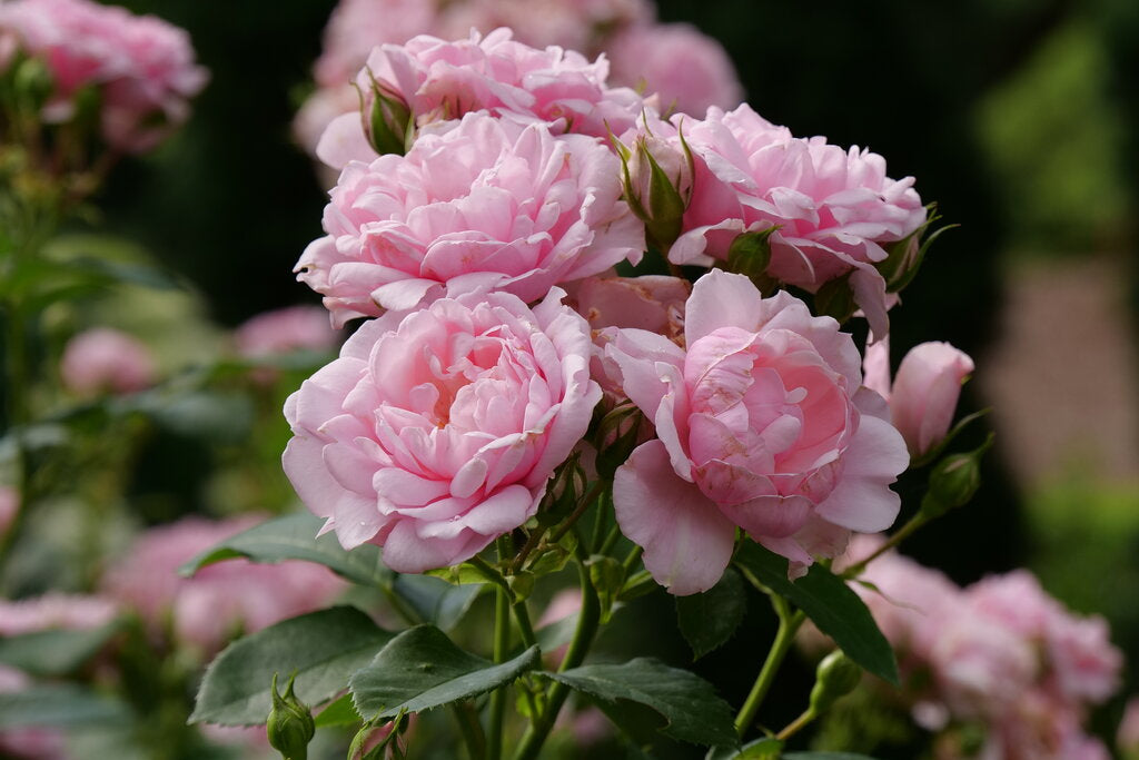 rosa_reminiscent_pink_p1071857.jpg